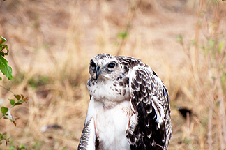 Juvenile Martial Eagle Tanzania