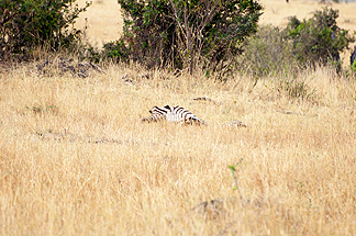 Zebra tanzania serengetti