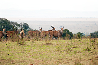 Eland safari africa tanzania