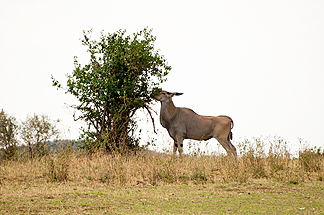 Tanzania Eland