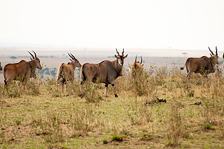 Eland Tanzania Africa