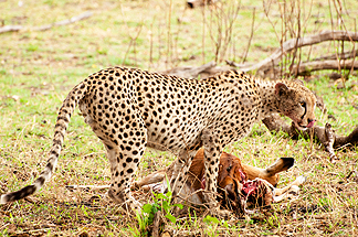cheetah eat impala