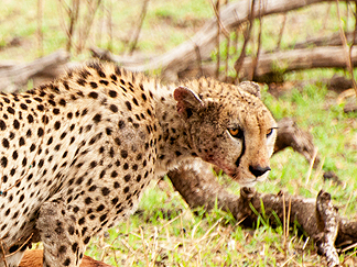 tanzania chhetah eat