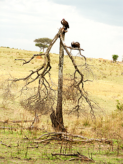 vultures tanzania