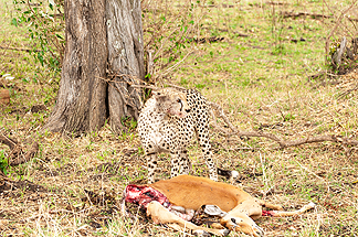 cheetah impala kill