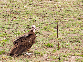 hooded vulture tanzania