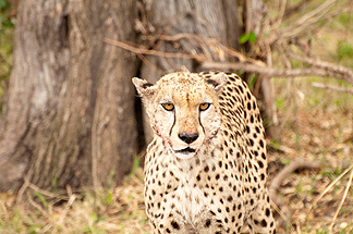 cheetah eat tanzania
