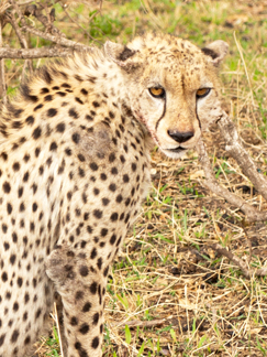 cheetah tanzania