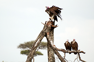 lappet-faced vultures