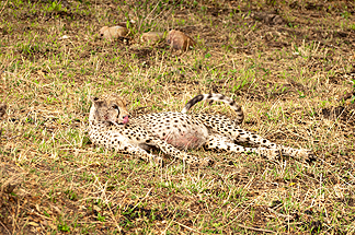 cheetah eat full