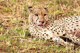 cheetah belly lick