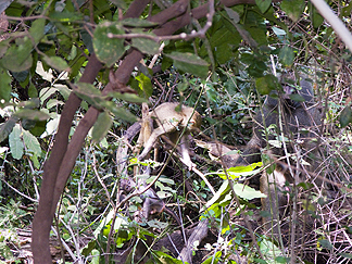 Tanzania Lake Manyara National Park Africa monkey