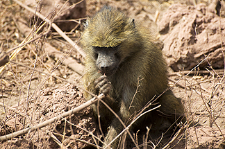 Tanzania Lake Manyara National Park Africa Baboon