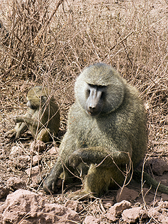 Tanzania Lake Manyara National Park Africa Baboon