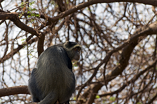 Tanzania Lake Manyara National Park Africa Blue Monkey