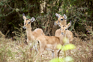 Tanzania Lake Manyara National Park Africa Grants Gazelle