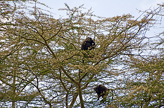 Tanzania Lake Manyara National Park Africa Blue Monkeys