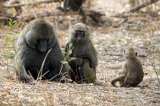 Tanzania Lake Manyara National Park Africa Baboons