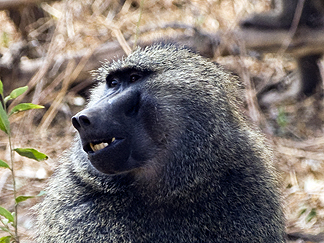 Tanzania Lake Manyara National Park Africa Baboon