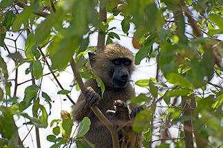 Tanzania Lake Manyara National Park Africa Baboon baby