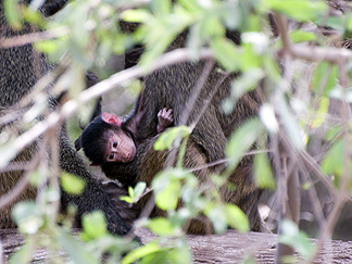 Tanzania Lake Manyara National Park Africa Baboon infant