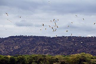 Tanzania Lake Manyara National Park Africa birds