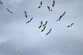 Tanzania Lake Manyara National Park Africa birds