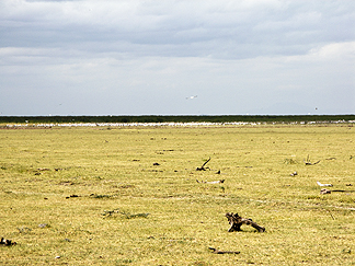 Tanzania Lake Manyara National Park Africa birds