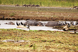 Tanzania Lake Manyara National Park Africa hippos