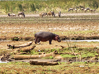 Tanzania Lake Manyara National Park Africa hippo