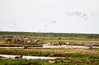 Tanzania Lake Manyara National Park Africa