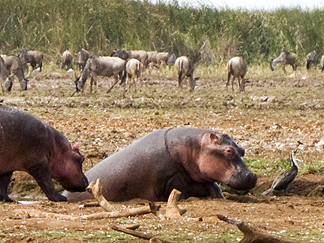Tanzania Lake Manyara National Park Africa hippo