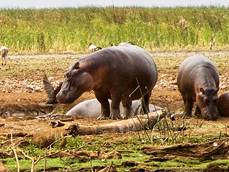 Tanzania Lake Manyara National Park Africa Hippo