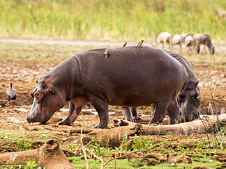 Tanzania Lake Manyara National Park Africa Hippo