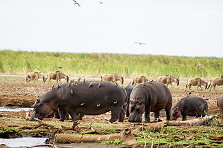 Tanzania Lake Manyara National Park Africa Hippo