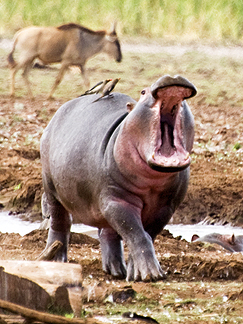 Tanzania Lake Manyara National Park Africa Hippo