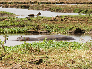 Tanzania Lake Manyara National Park Africa Hippo