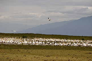 Tanzania Lake Manyara National Park Africa Great White Pelican