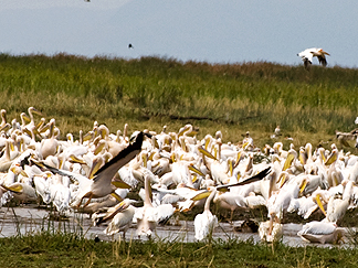 Tanzania Lake Manyara National Park Africa Great White Pelican