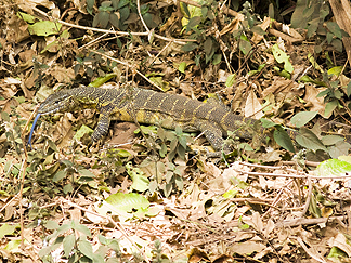 Tanzania Lake Manyara National Park Africa Nile Monitor