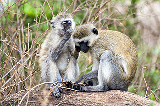 Tanzania Lake Manyara National Park Africa Vervet Monkey