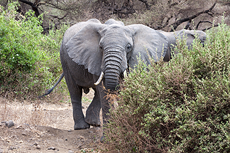 Tanzania Lake Manyara National Park Africa Elephant