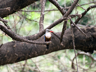 Tanzania Lake Manyara National Park Africa Greay-Headed Kingfisher