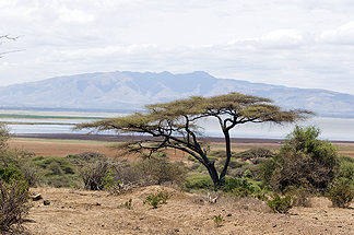 Tanzania Lake Manyara National Park Africa