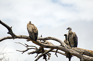 Tanzania Lake Manyara National Park Africa Ruppell's Griffon Vulture