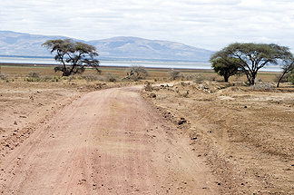 Tanzania Lake Manyara National Park Africa