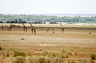 Tanzania Lake Manyara National Park Africa Giraffe