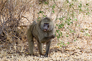 Tanzania Lake Manyara National Park Africa Baboon