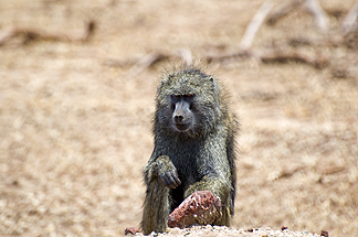 Tanzania Lake Manyara National Park Africa Baboon