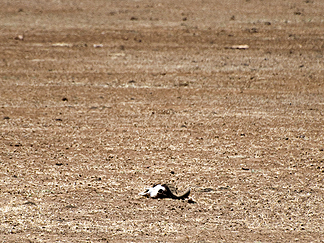 Tanzania Lake Manyara National Park Africa skull